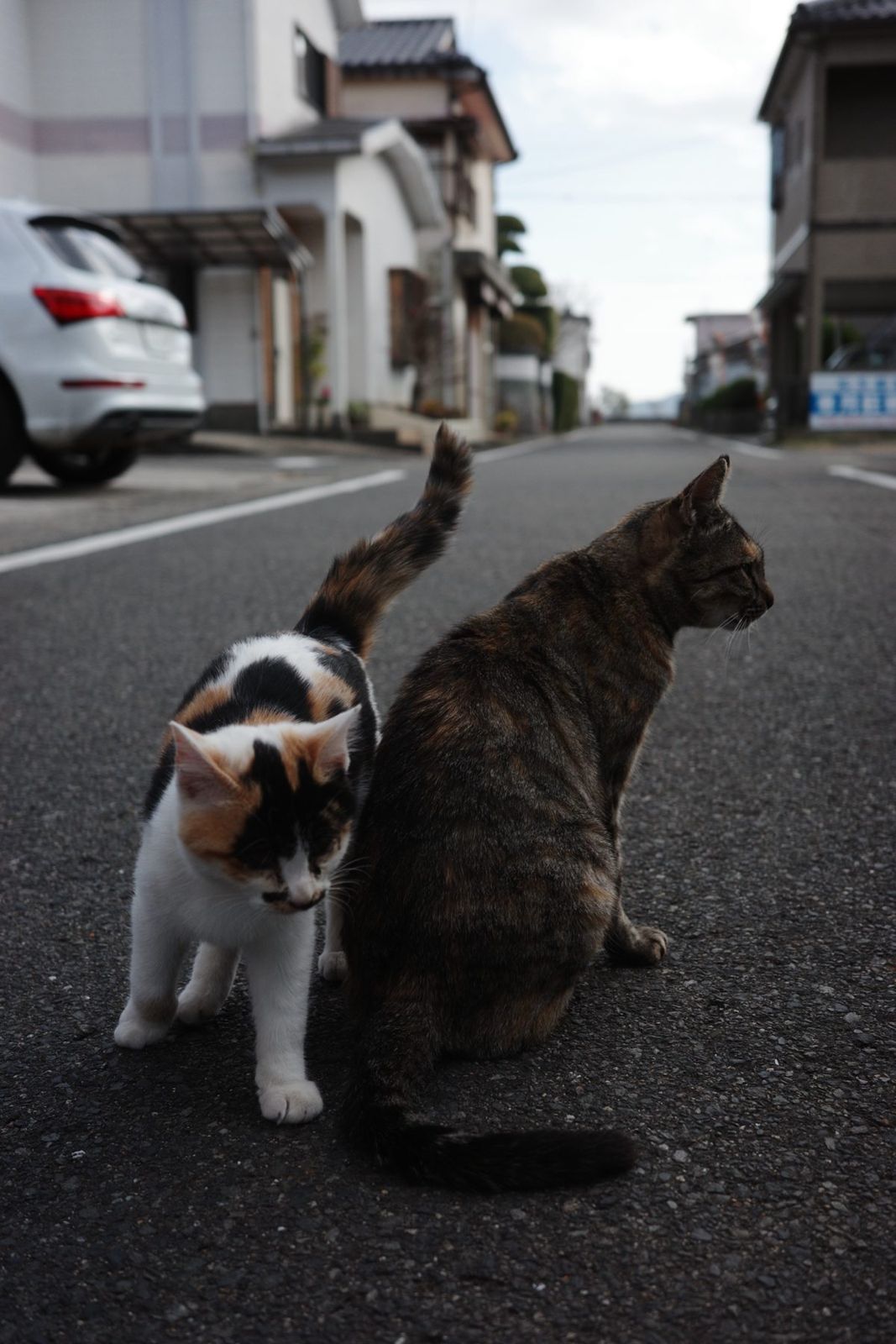 道のまんなかでくつろぐ三毛猫とキジトラ